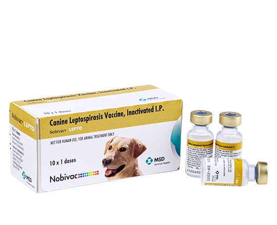 should my dog get lepto vaccine