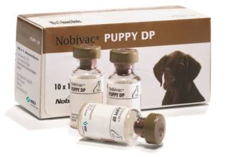 Nobivac® Puppy DP - MSD Animal Health India